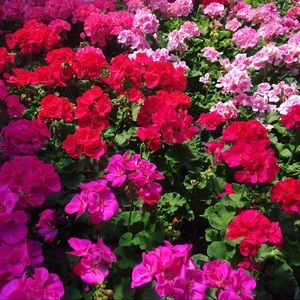 Meet your Posher, Natasha